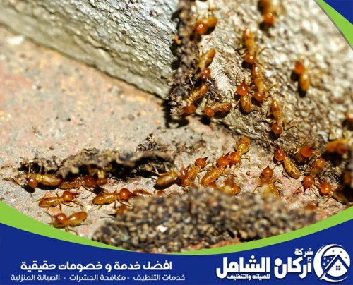 مكافحة النمل البيض في المنزل بالخبر