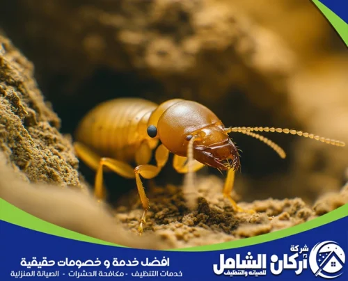 رش مبيدات النمل الأبيض في القطيف