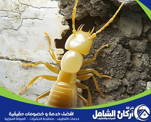 مكافحة النمل الخشي بالقطيف