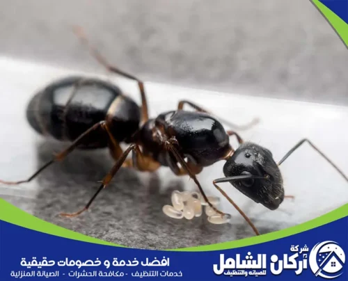 كيفية التخلص من الحشرات المنزلية