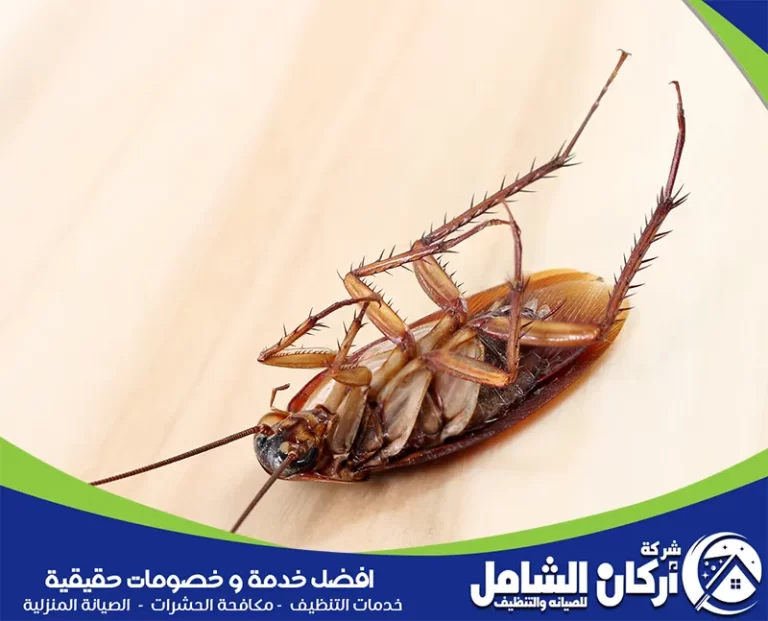 طرق التخلص من الحشرات المنزلية