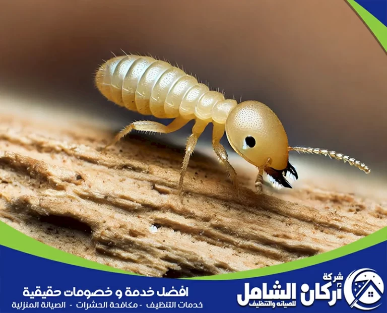الشركة الالمانية لمكافحة النمل الابيض بالقطيف