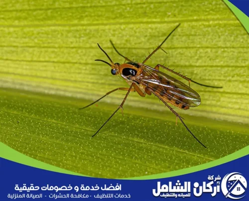 المواد المستخدمة في التخلص من الحشرات المنزلية