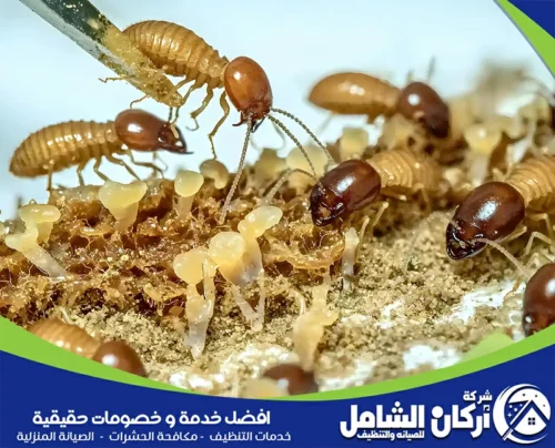 مكافحة النمل الأسود بالقطيف