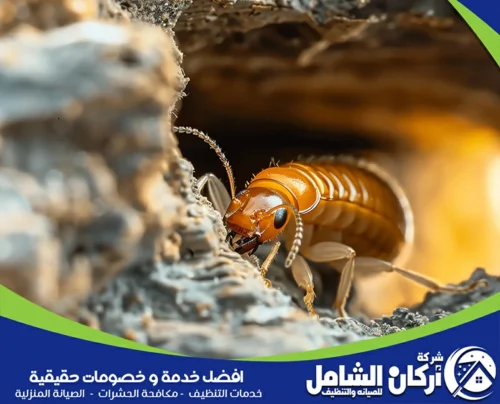 مكافحة النمل الأبيض بالقطيف