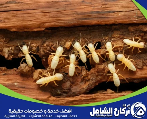 مكافحة نمل القطيف