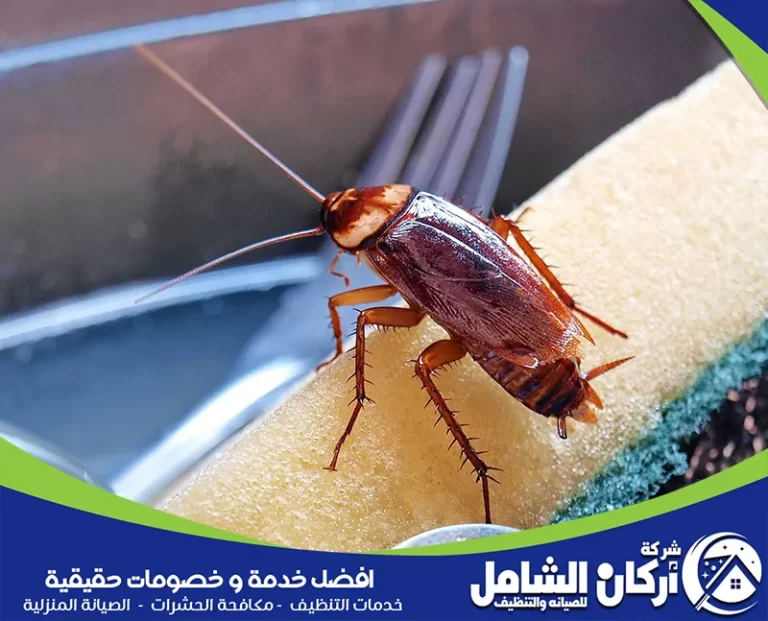 أفضل طريقة للقضاء على صراصير المطبخ