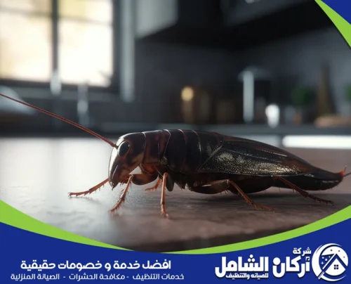 المواد المستخدمة في القضاء علي صراصير المطبخ