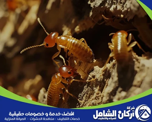 رش مبيدات حشرية بالقطيف