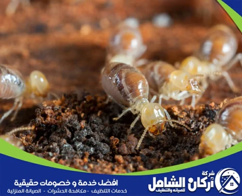 مكافحة النمل الابيض قبل البناء بالخبر