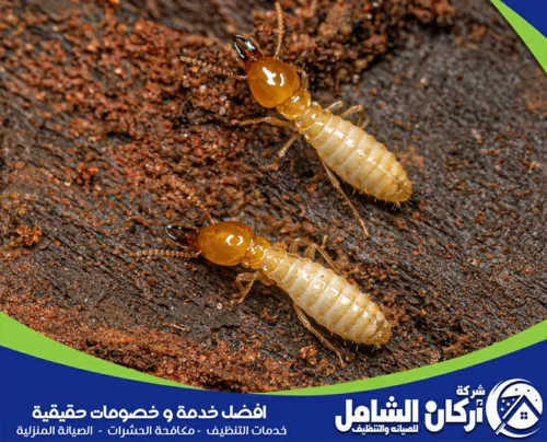 مكافحة النمل في الاراضي الزراعية بالدمام