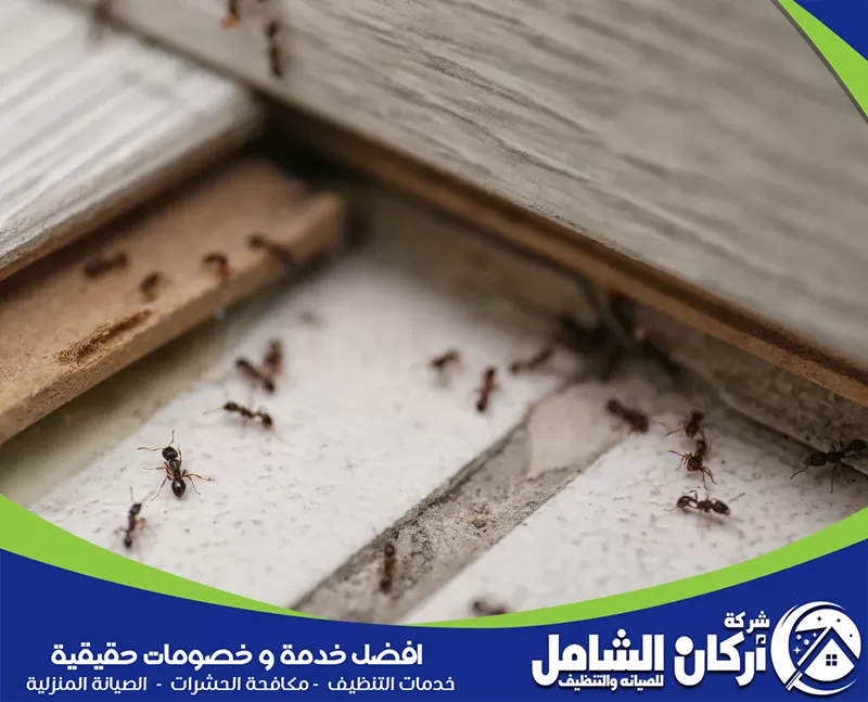 طرق التخلص من حشرات المنزل بنتيجة سريعة ومجربة مكافحة شركة مكافحة حشرات كشف أماكن تجمع النمل قرب الخشب والزوايا ومعالجة مصدر الإصابة قبل انتشاره.