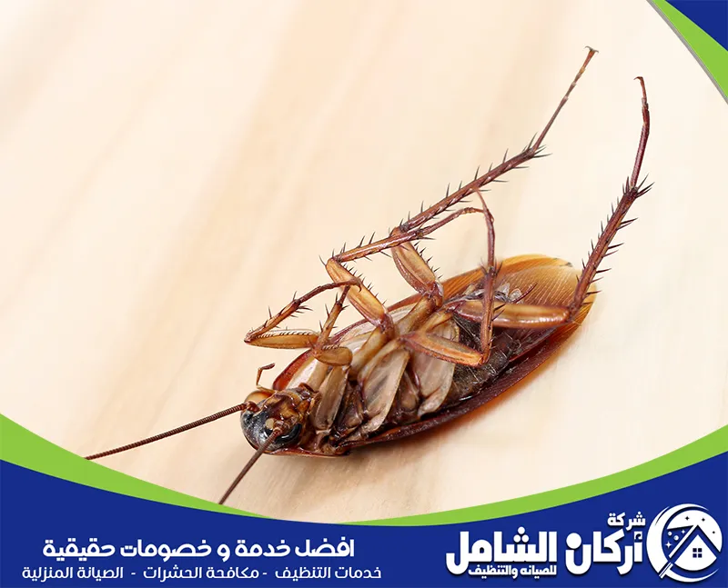 كيفية التخلص من الصراصير في المنزل؟